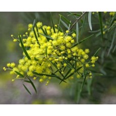 Brisbane Wattle - Acacia fimbriata